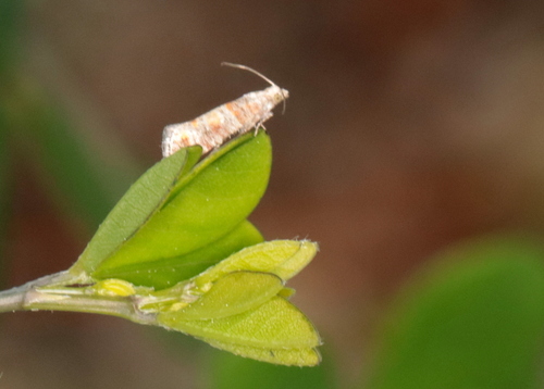 Nantucket Pine Tip Moth photo 4