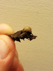 Gastrodontidae