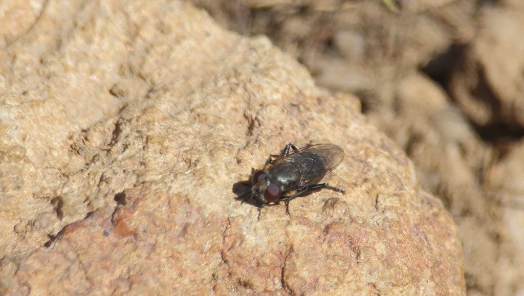 Tropidia notata