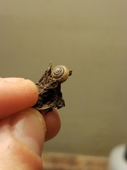 Gastrodontidae