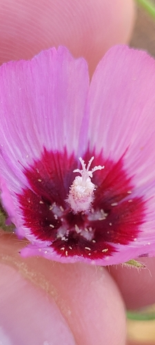 Keck's Checkerbloom (Sidalcea keckii)