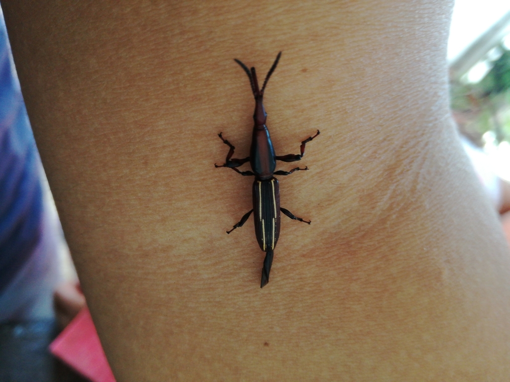 Brentus difficilis