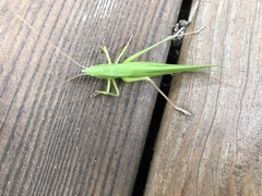 Neoconocephalus nebrascensis