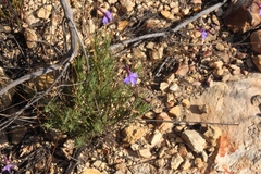 Lobelia tomentosa