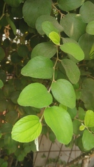 Ziziphus mauritiana