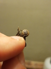 Gastrodontidae