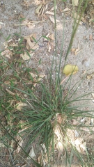 Poaceae