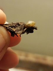 Gastrodontidae