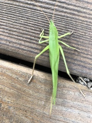 Neoconocephalus nebrascensis