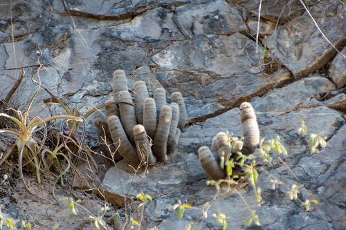 Mammillaria guerreronis