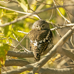Glaucidium capense
