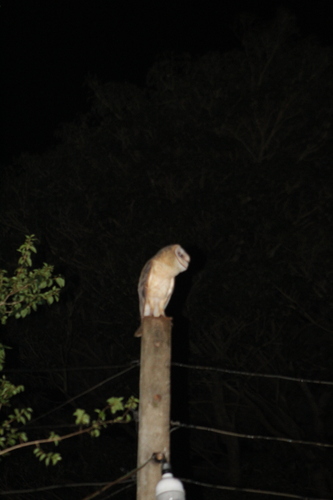 American Barn Owl