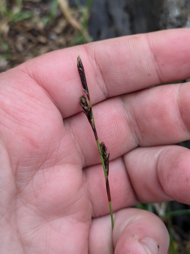 Richardson's Sedge — photo 1