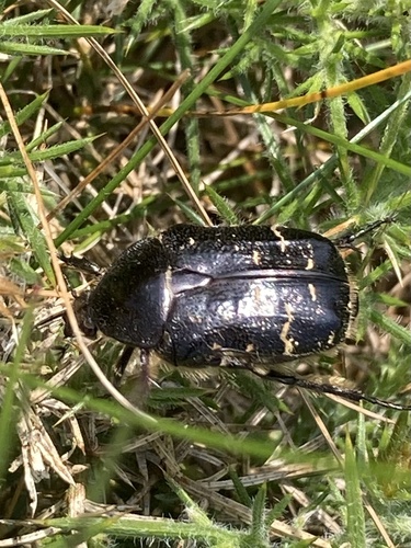 Green rose chafer