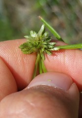 Cyperus nipponicus