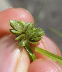 Cyperus nipponicus