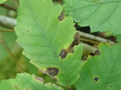 Stegophora ulmea