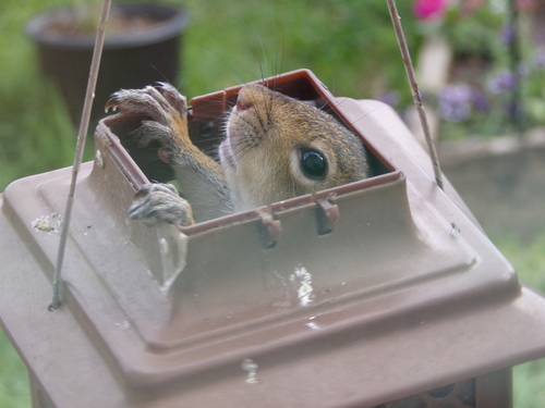 Eastern Gray Squirrel photographed in Texas