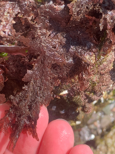 Plumaria plumosa observed 2025-05-18