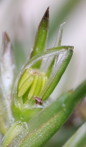 Leafy Rush (Juncus foliosus)