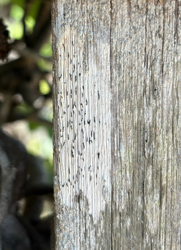 iNaturalist observation photo of Common Script Lichen