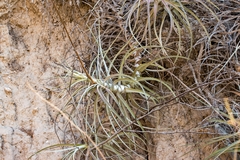 Moore's Hechtia (Hechtia mooreana)