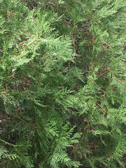 Platycladus orientalis