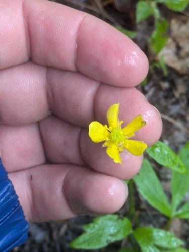 Ranunculus hispidus iNat (1)