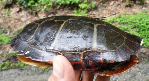 Chrysemys picta picta