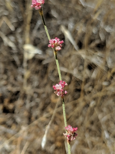 Image of Eriogonum roseum by no rights reserved