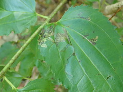 Stigmella rhamnicola