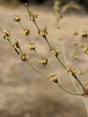 Eriogonum gracile gracile
