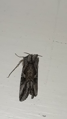 Cornutiplusia circumflexa