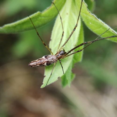 Tetragnatha nigrita