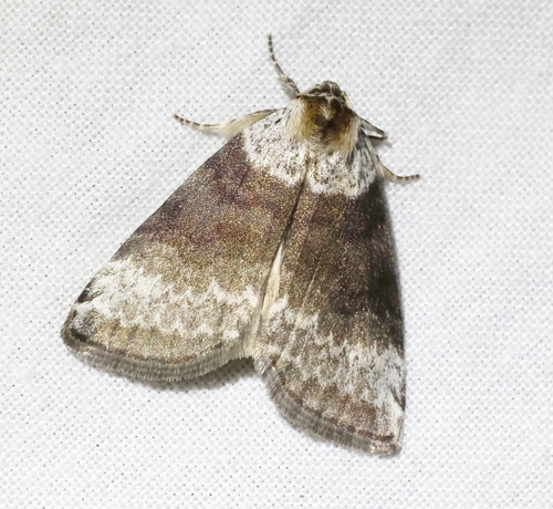 Tetheella fluctuosa