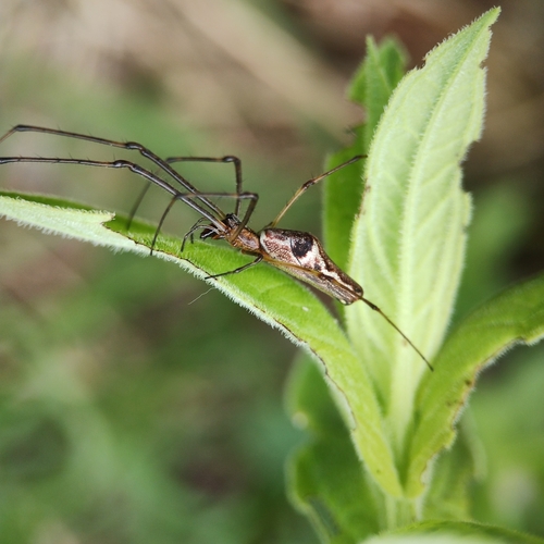 Tetragnatha nigrita