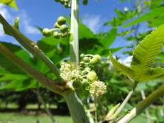 Ricinus communis
