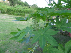 Ricinus communis