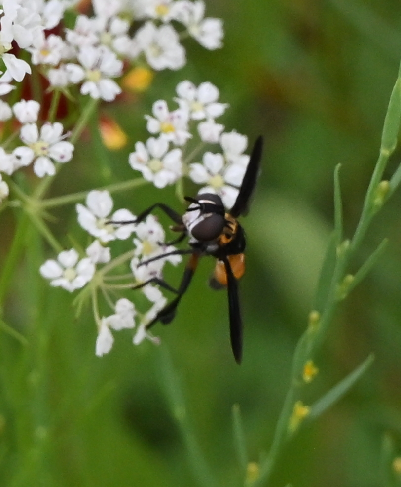 Trichopoda elongata