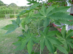 Ricinus communis