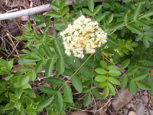 California mountain ash