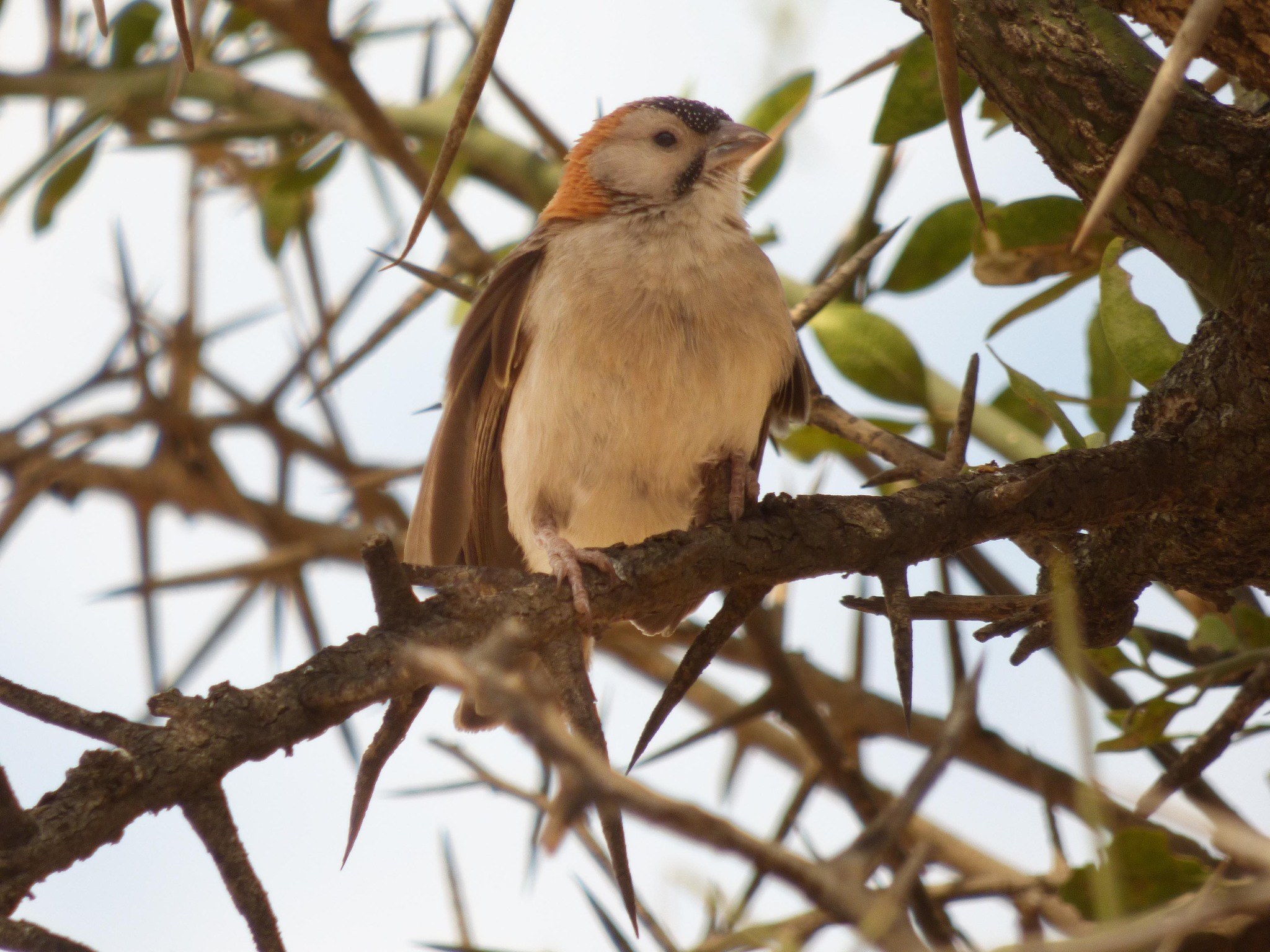 Speckle-fronted Weaver illustration
