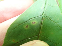 Mycosphaerella effigurata