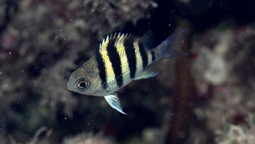 Common sergeant (Abudefduf vaigiensis) — Pomacentridae