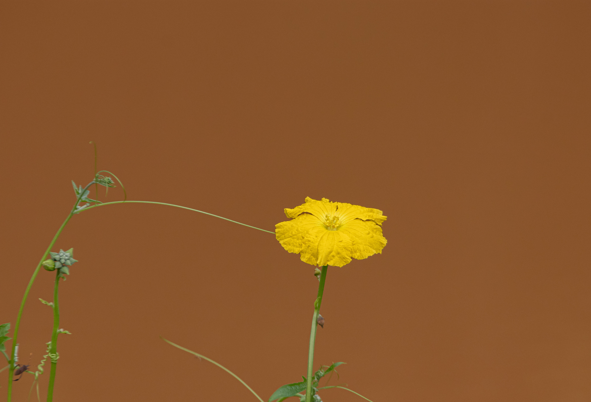 Luffa aegyptiaca