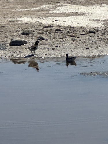 iNaturalist observation photo of Red-necked Phalarope