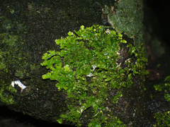 Pseudocyphellaria multifida