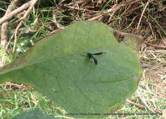 Mimocalla gigantea