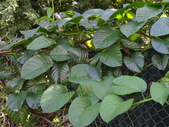 Passiflora quadrangularis