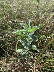 Lithospermum molle